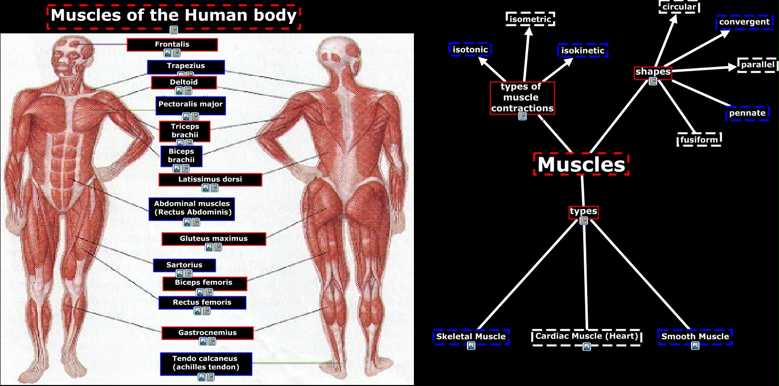 map of muscles in human body